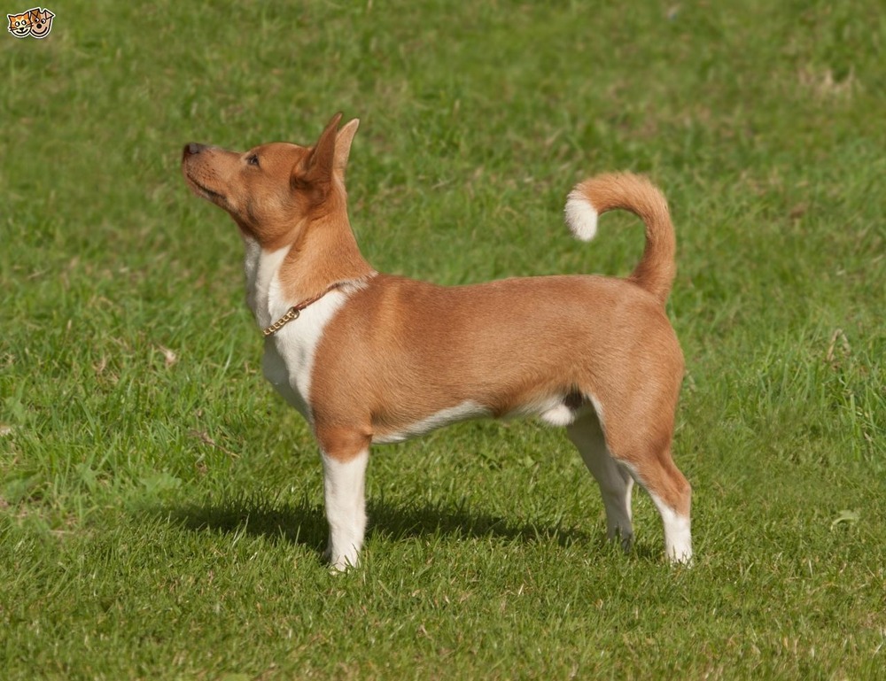 Small Portuguese Podengo with upright ears