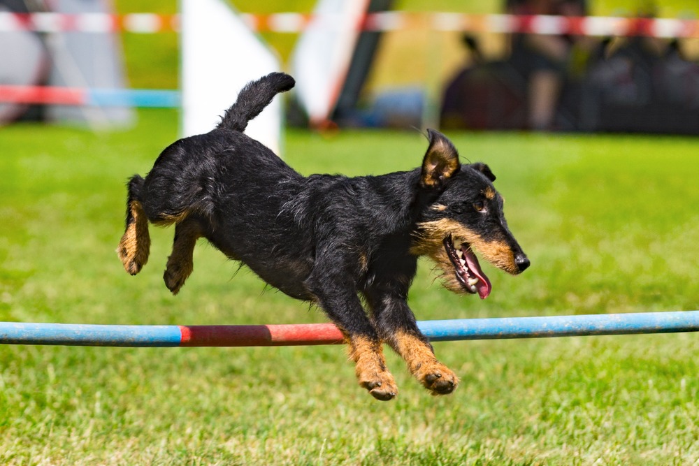 Jagdterrier sitting attentively