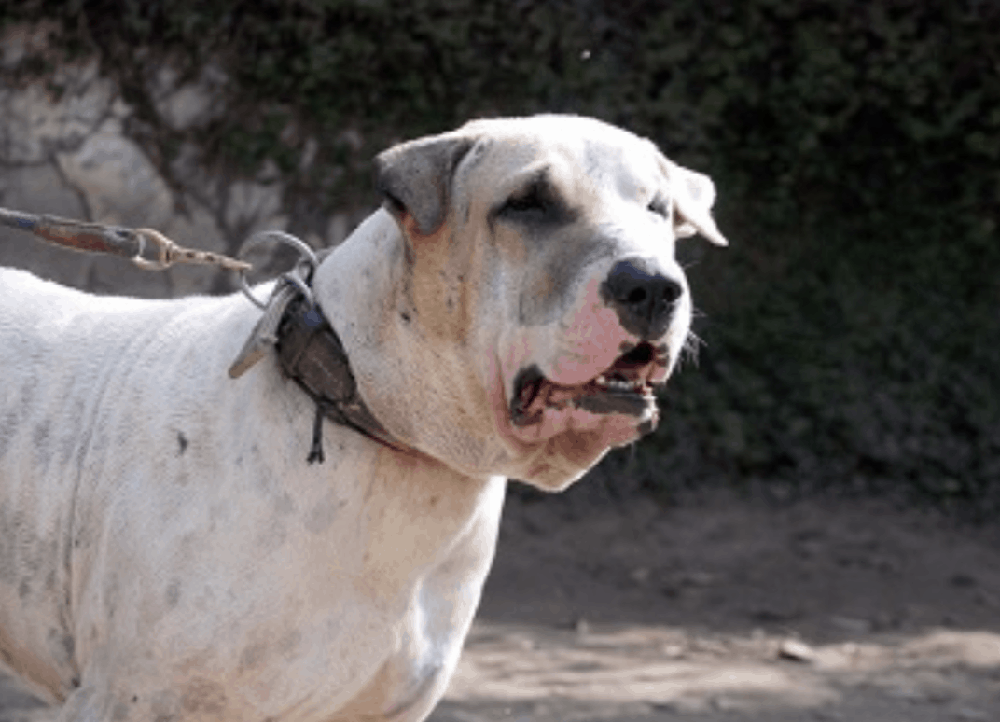Bully Kutta lying down on grass