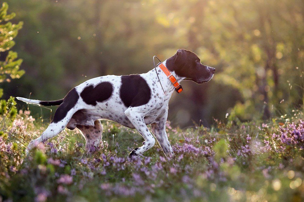English Pointer resting with relaxed posture