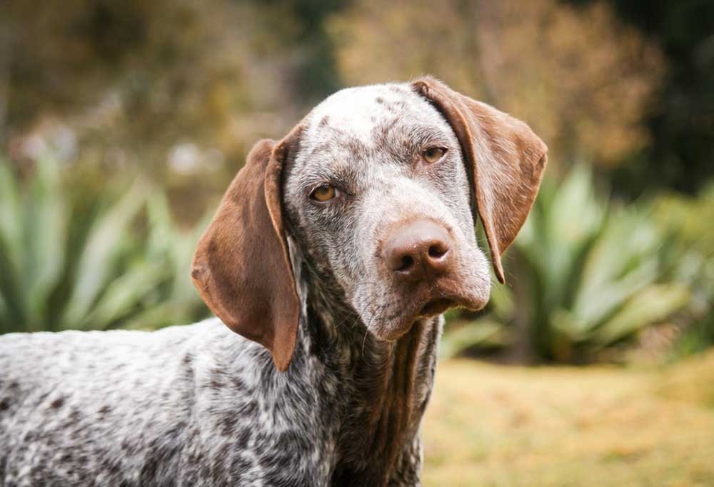 Short-coated dog with smooth fur