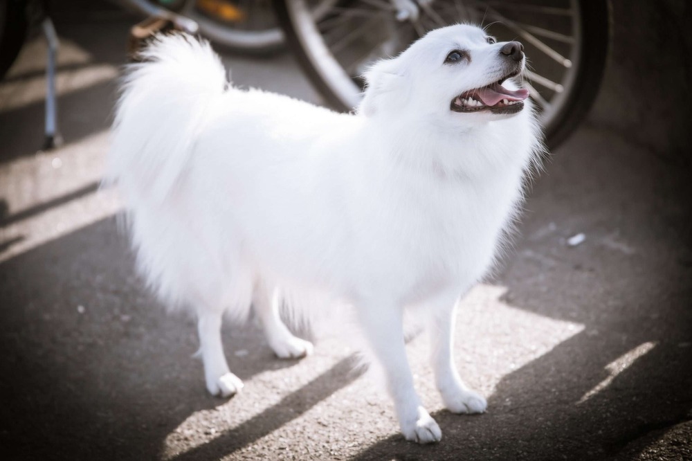 Volpino Italiano walking on lead