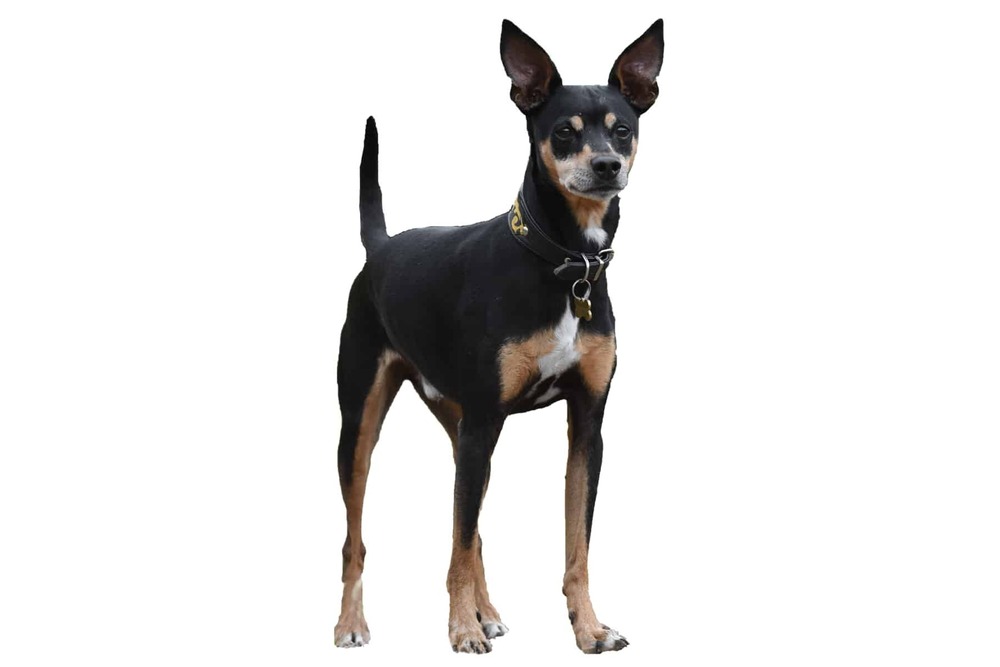 Short-coated dog outdoors in a rural setting