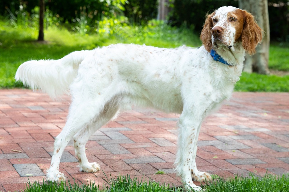 English Setter standing outdoors