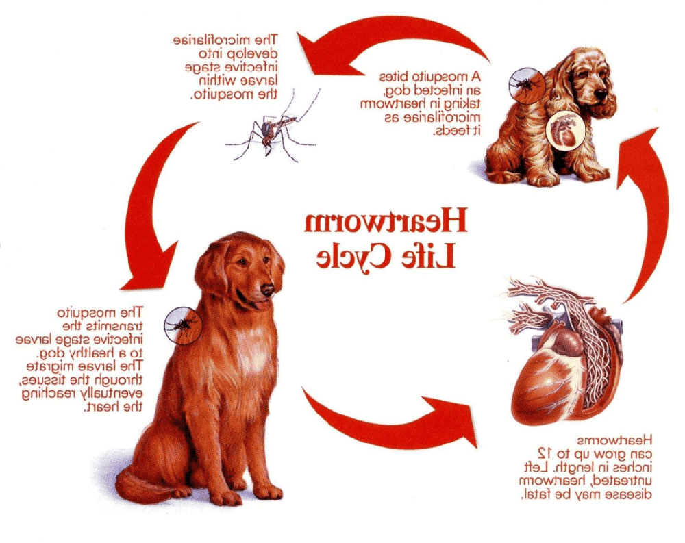 Veterinary blood test setup