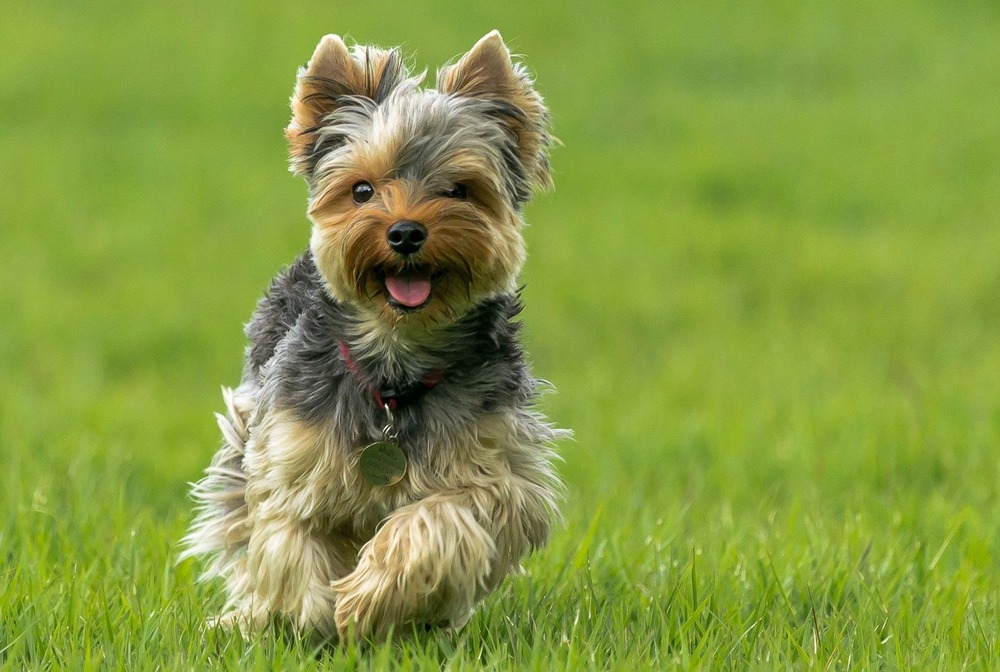 Yorkshire Terrier looking alert indoors