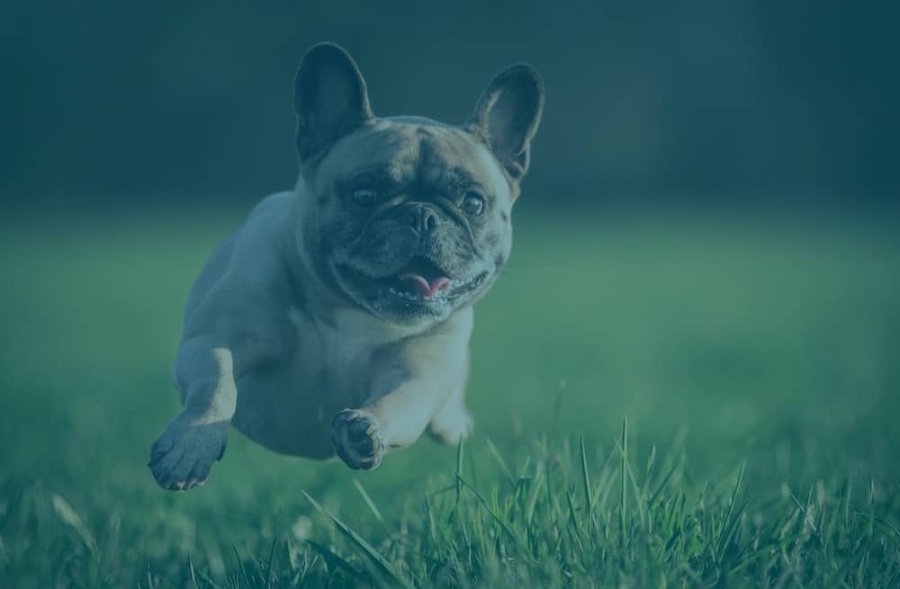 Dog being handled at a show