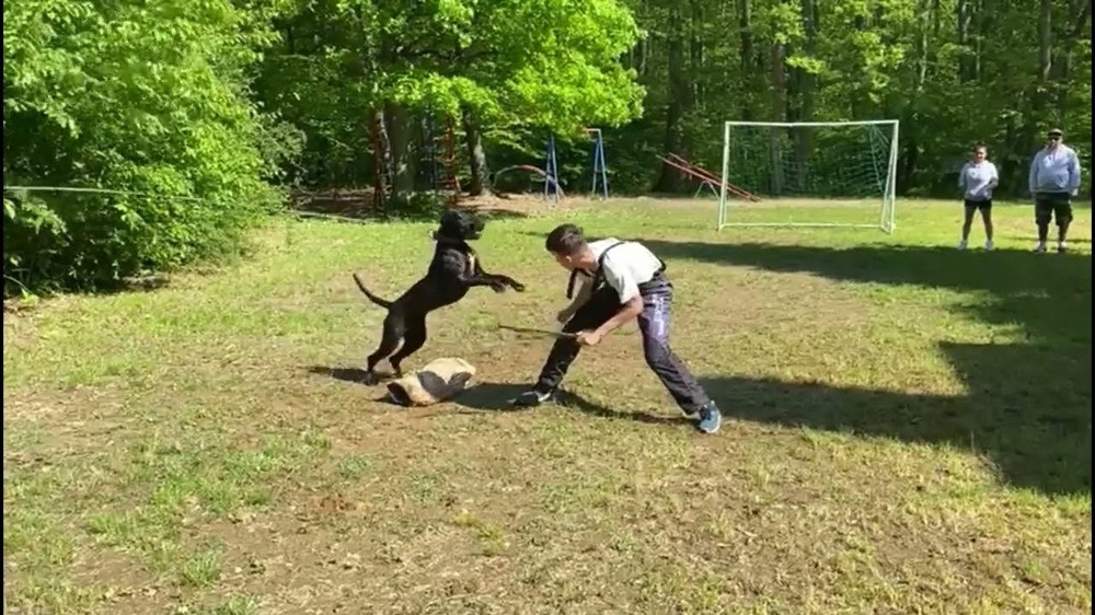 Muscular guard-type dog outdoors with alert posture