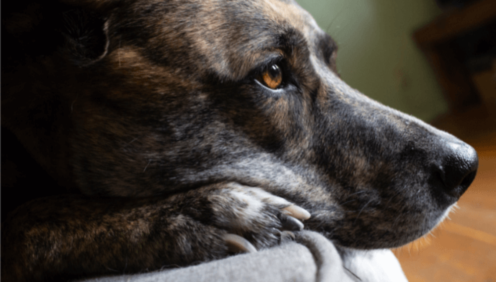 Plott Hound moving through a natural area