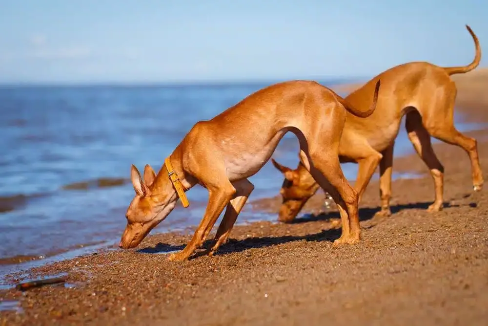 Close up of Cirneco dell’Etna face and ears