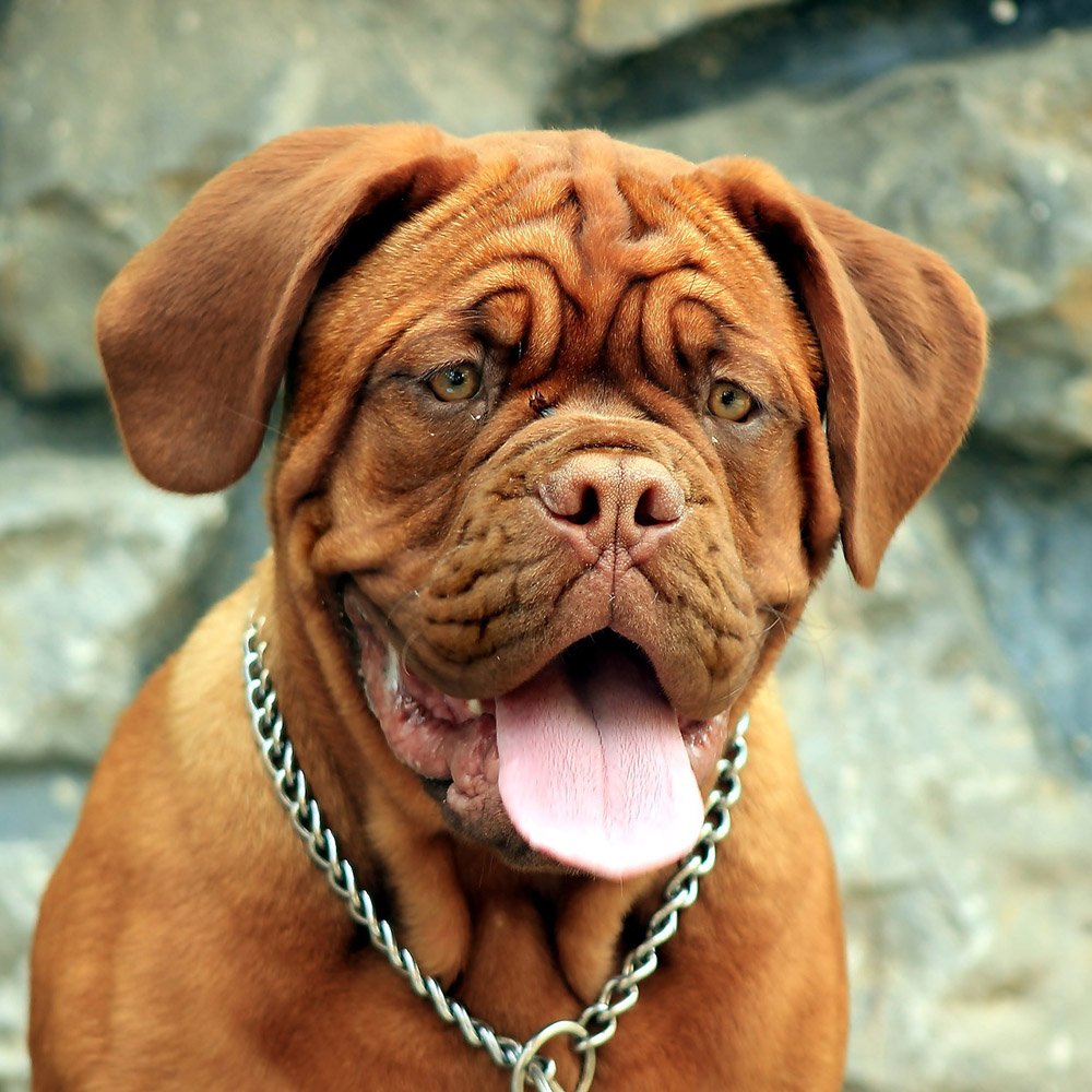 Dogue de Bordeaux standing with a solid build