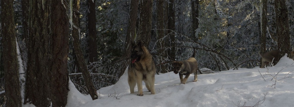 Hallefors Elkhound in a wooded setting