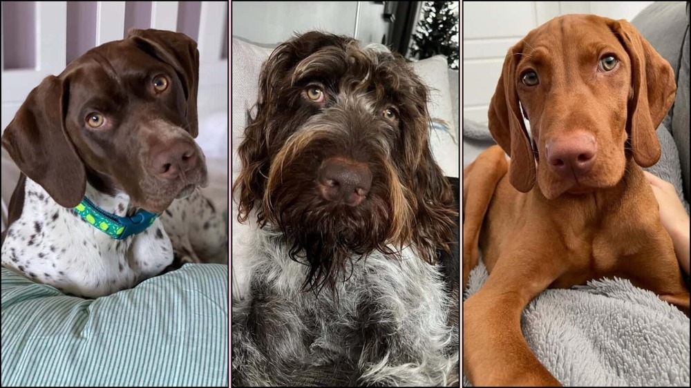 A pointing dog standing alert in a field