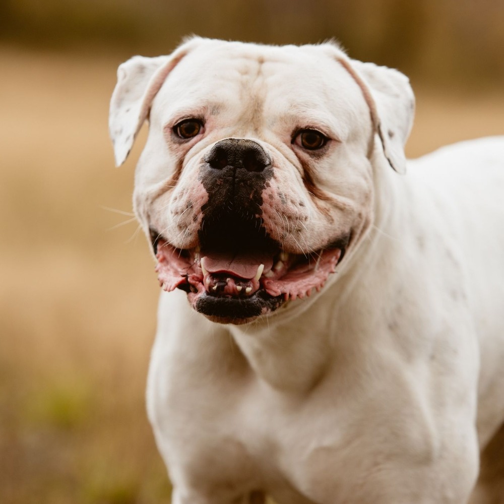 Campeiro Bulldog standing outdoors