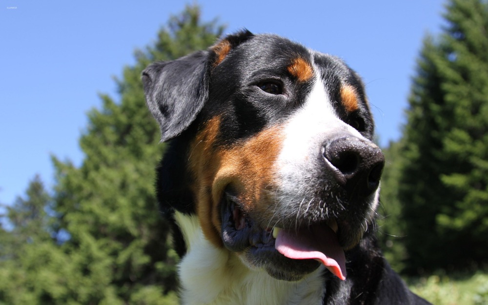 Greater Swiss Mountain Dog looking attentive