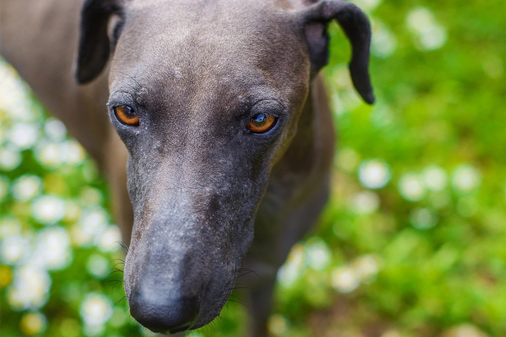 Lurcher standing outdoors on grass
