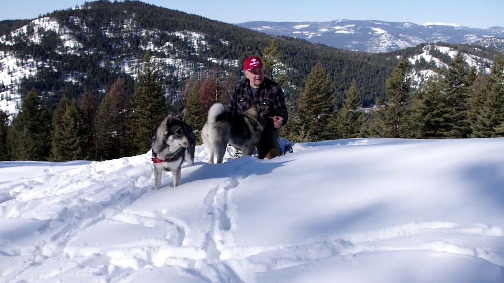 Jämthund face and ears alert