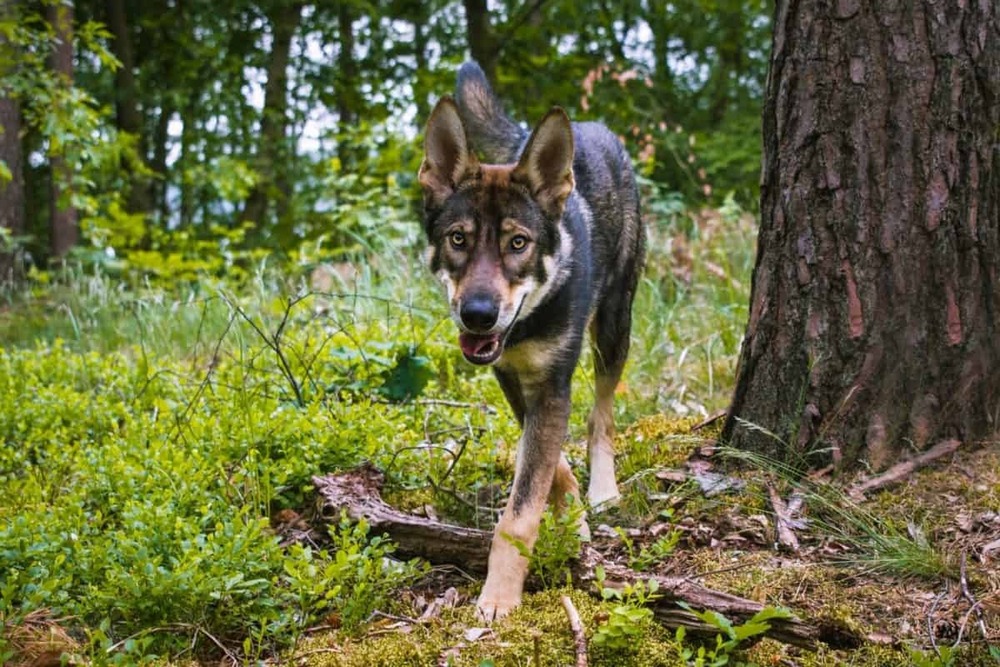 Tamaskan dog standing outdoors