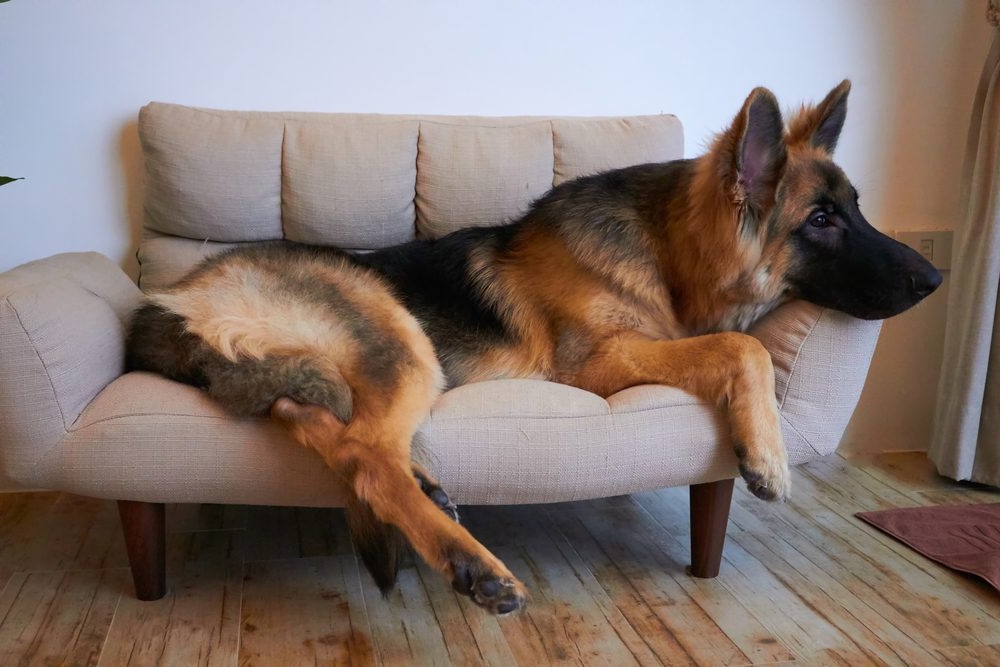 Big shepherd dog with thick double coat
