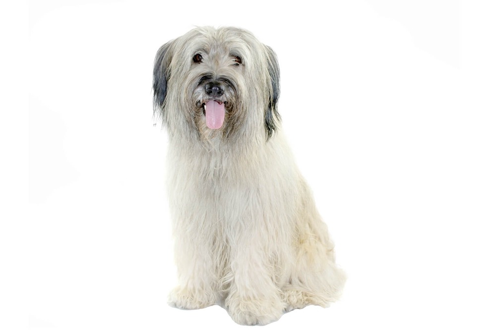 Catalan Sheepdog in a field