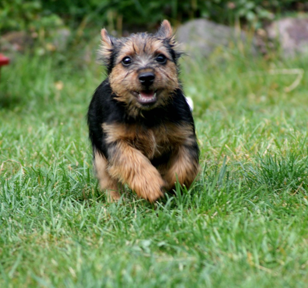 Norwich Terrier standing outdoors