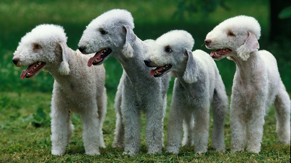 Bedlington Terrier after grooming