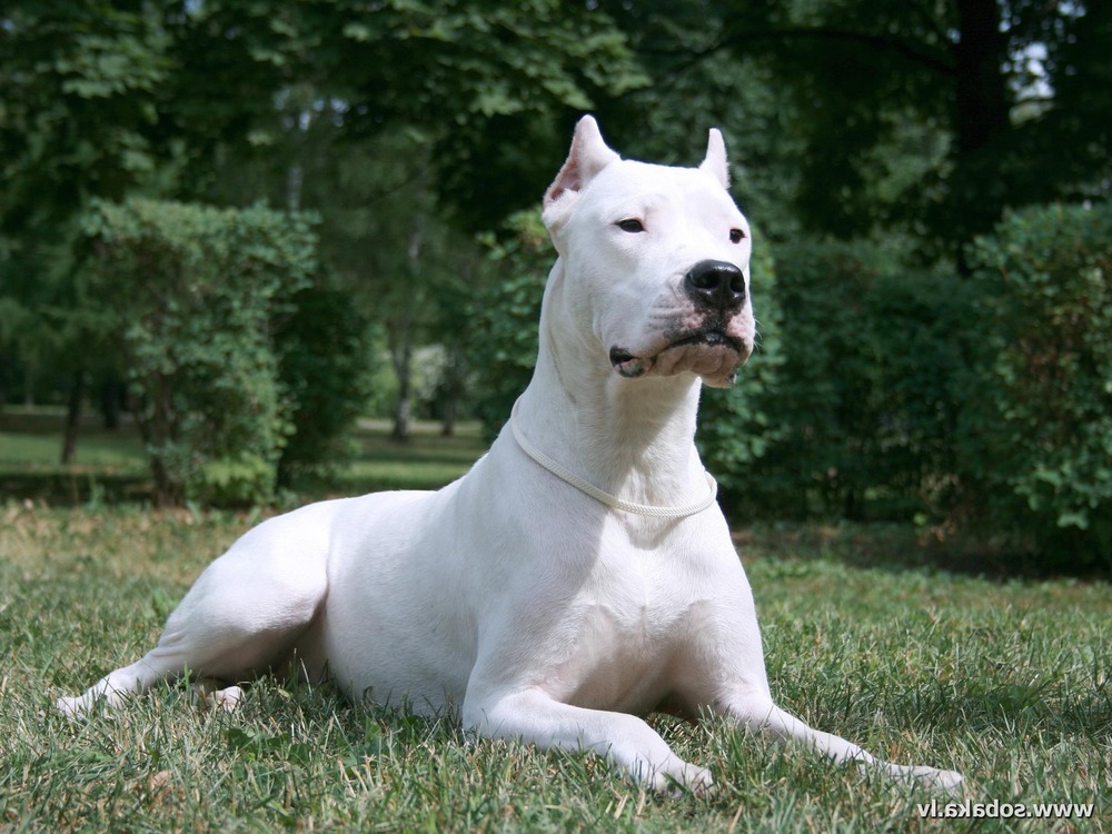 Large white dog moving through grass