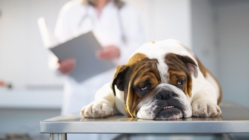 Person offering care to a small dog at home