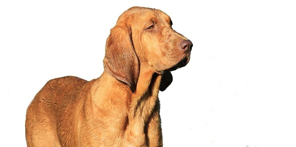 Redbone Coonhound standing outdoors