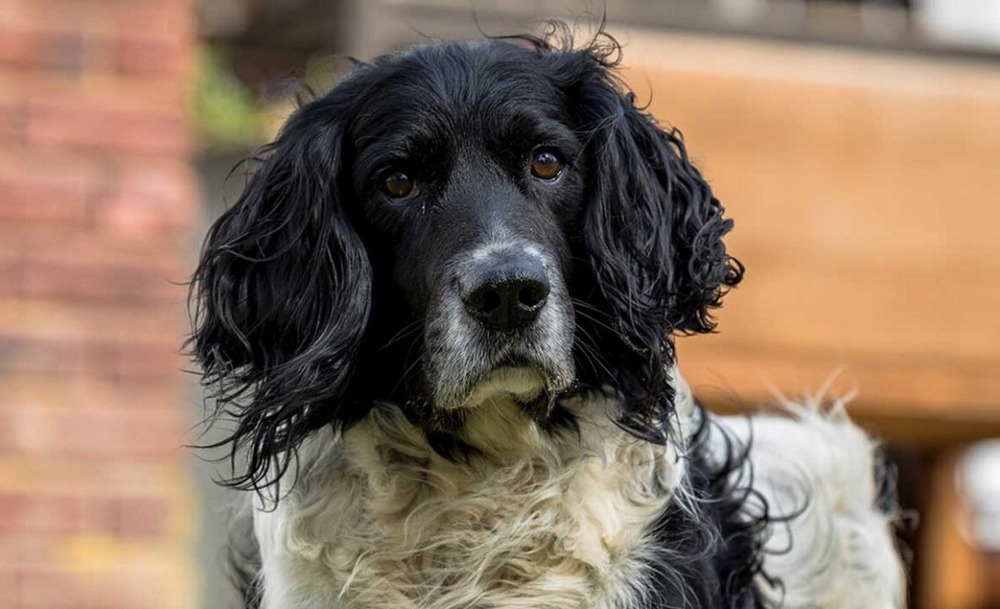 Blue Picardy Spaniel close up of head and coat