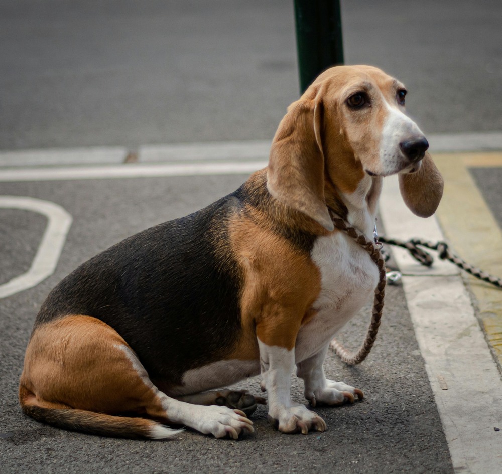 American Leopard Hound standing outdoors