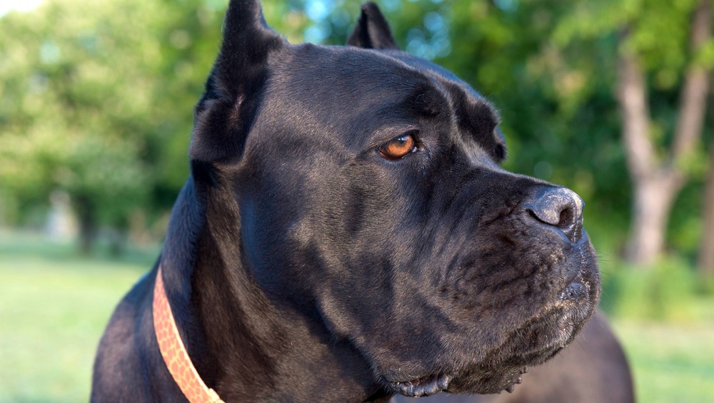 Cane Corso resting at home