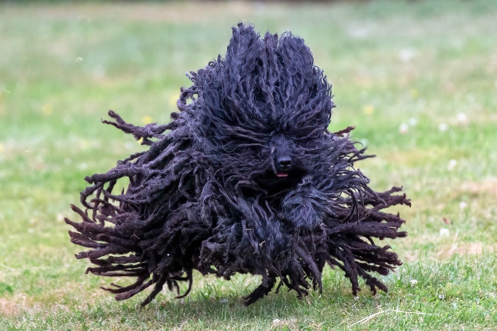 Puli moving quickly across grass