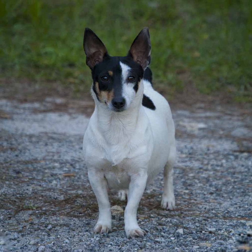 Teddy Roosevelt Terrier standing alert outdoors