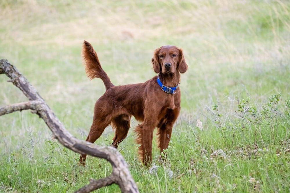 Irish Red and White Setter walking with attentive posture