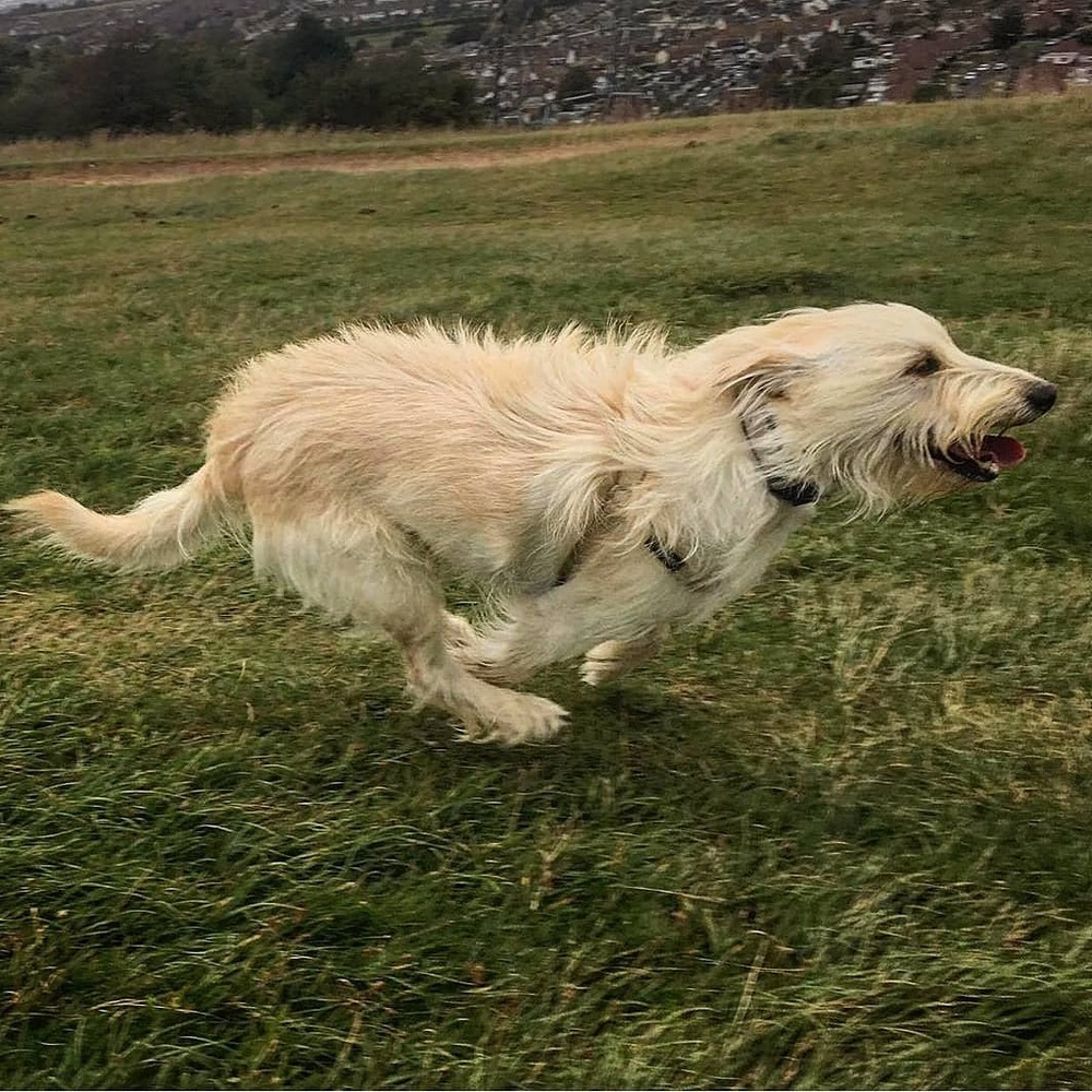 Barak Hound standing outdoors