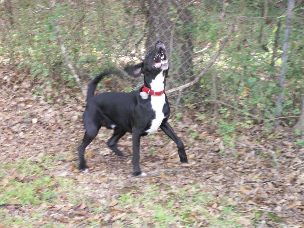 Stephens Stock Dog in profile showing athletic build
