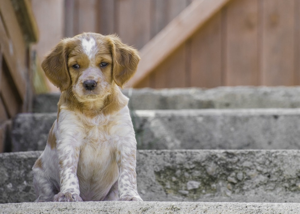 French Spaniel standing outdoors