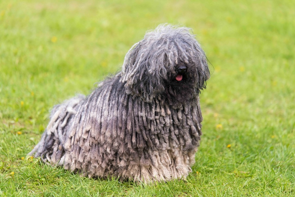 Puli in warm light outdoors