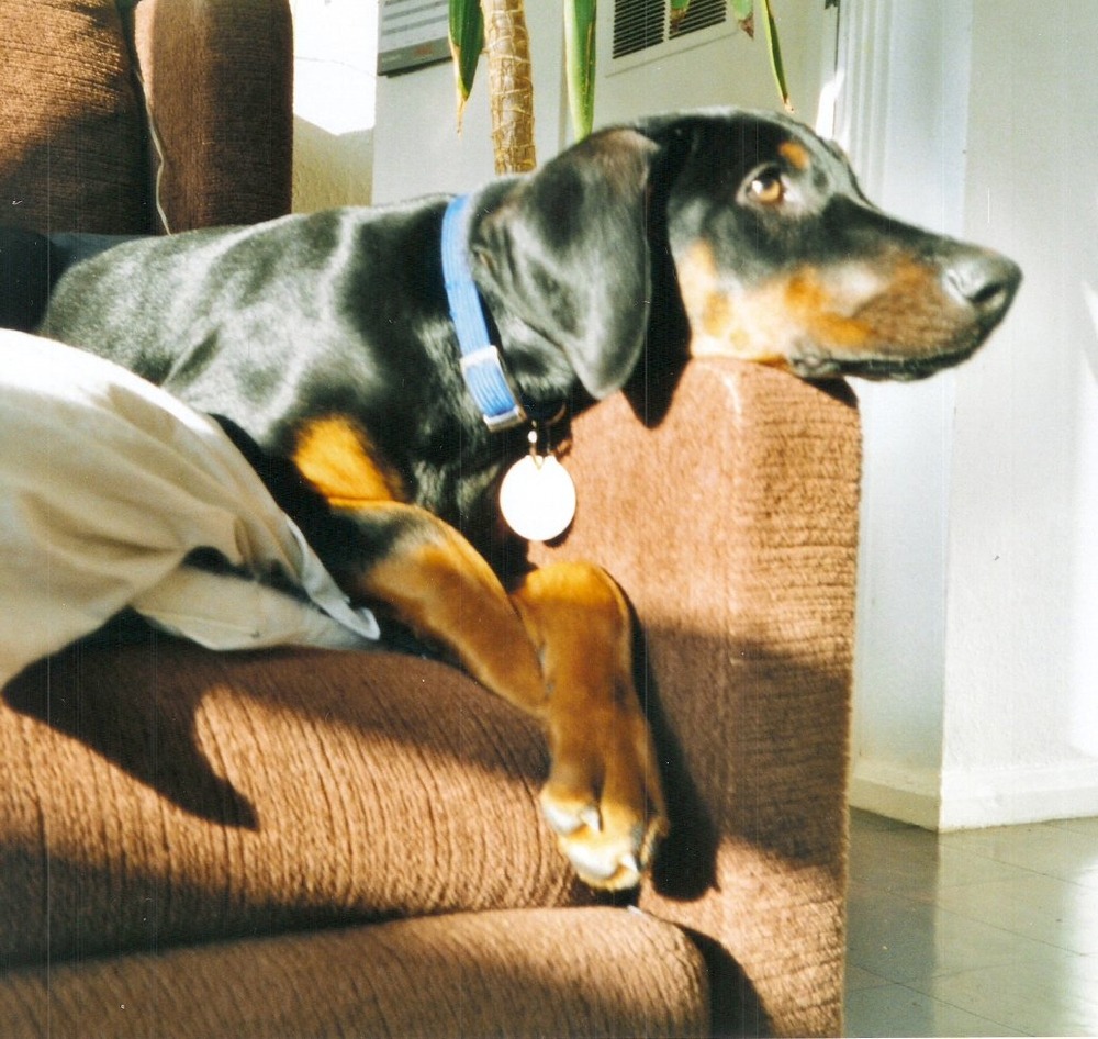 Dobermann moving at a run on a lead