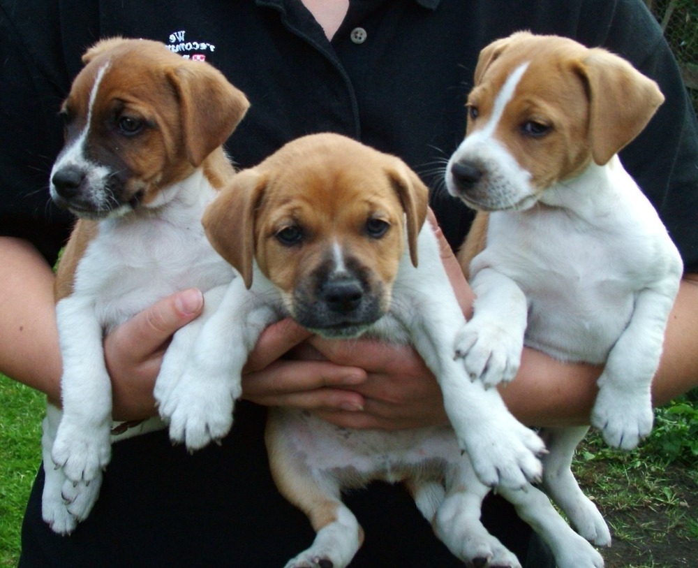 Plummer Terrier standing outdoors