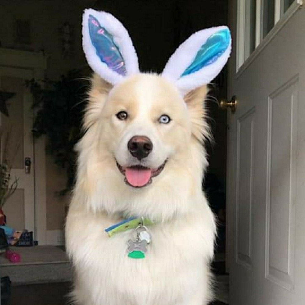 Close view of Samoyed face and thick fur