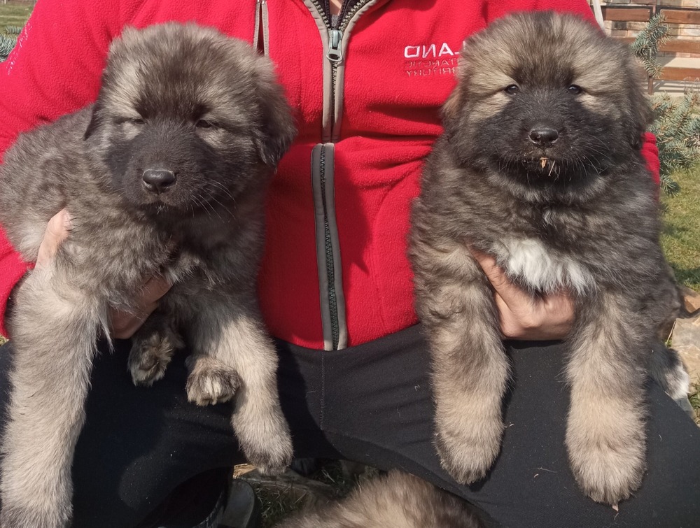 Large mountain dog with thick coat