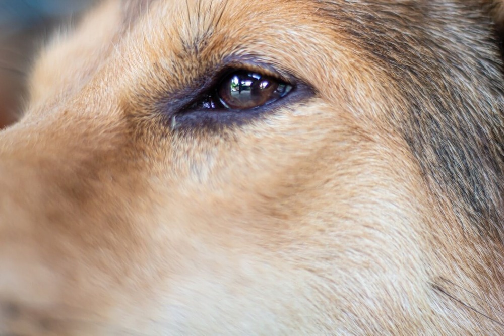 Colombian Fino Hound resting with ears visible