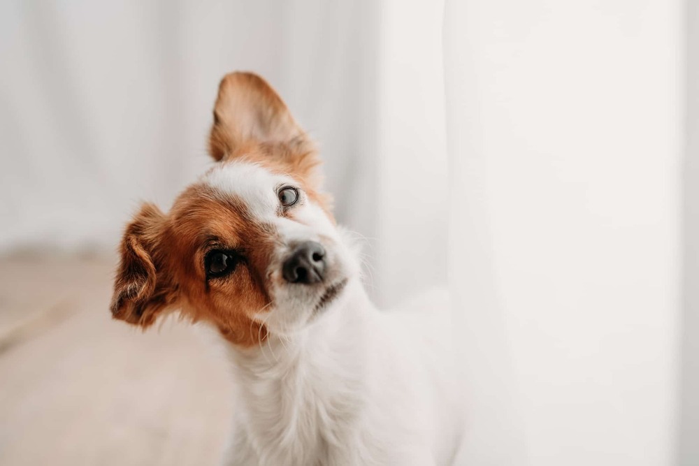Hmong Bobtail Dog close-up portrait