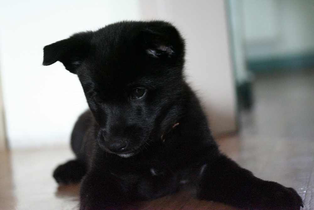 Black Norwegian Elkhound looking attentive during training