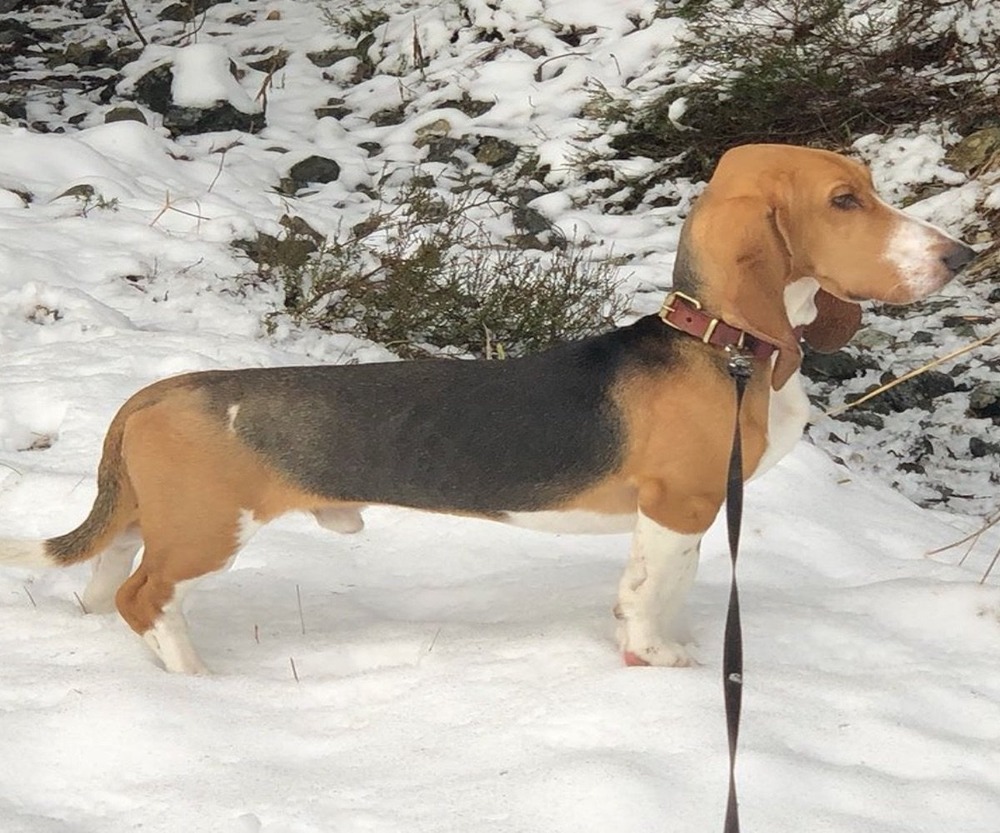 Basset Art&eacute;sien Normand resting on a blanket
