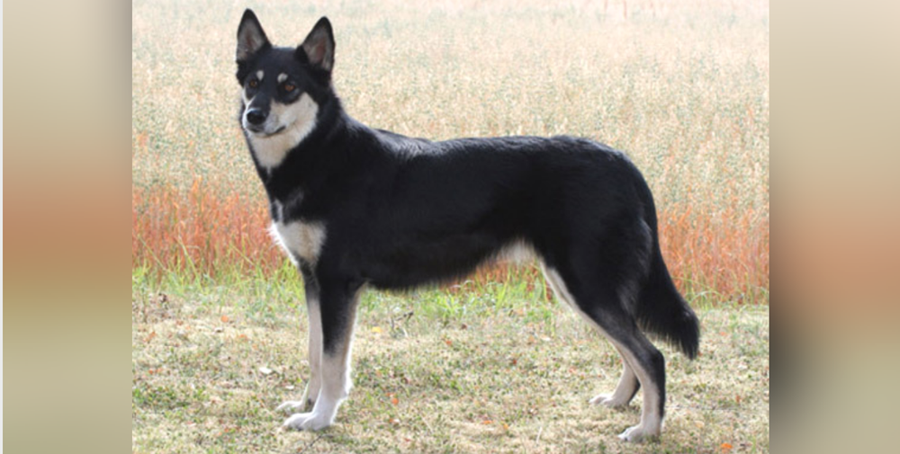 Lapponian Herder sitting alert