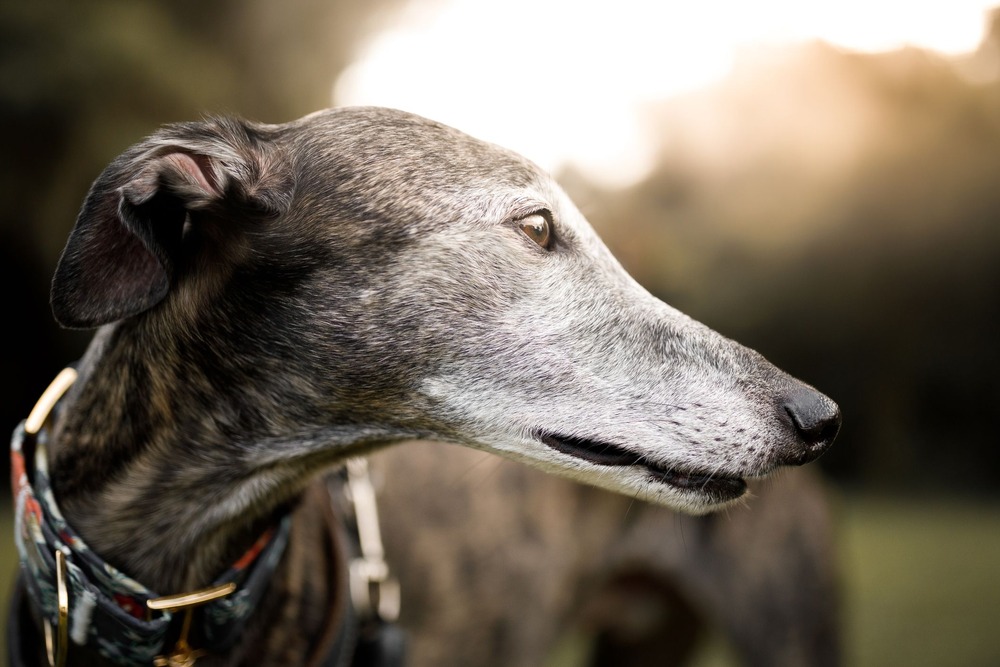 Greyhound head and shoulders portrait