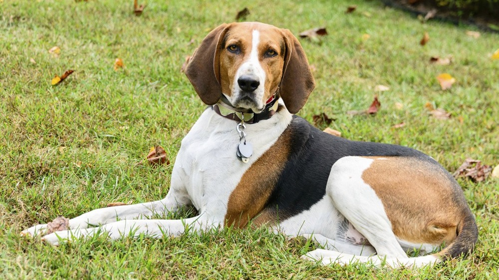 Serbian Tricolour Hound standing outdoors